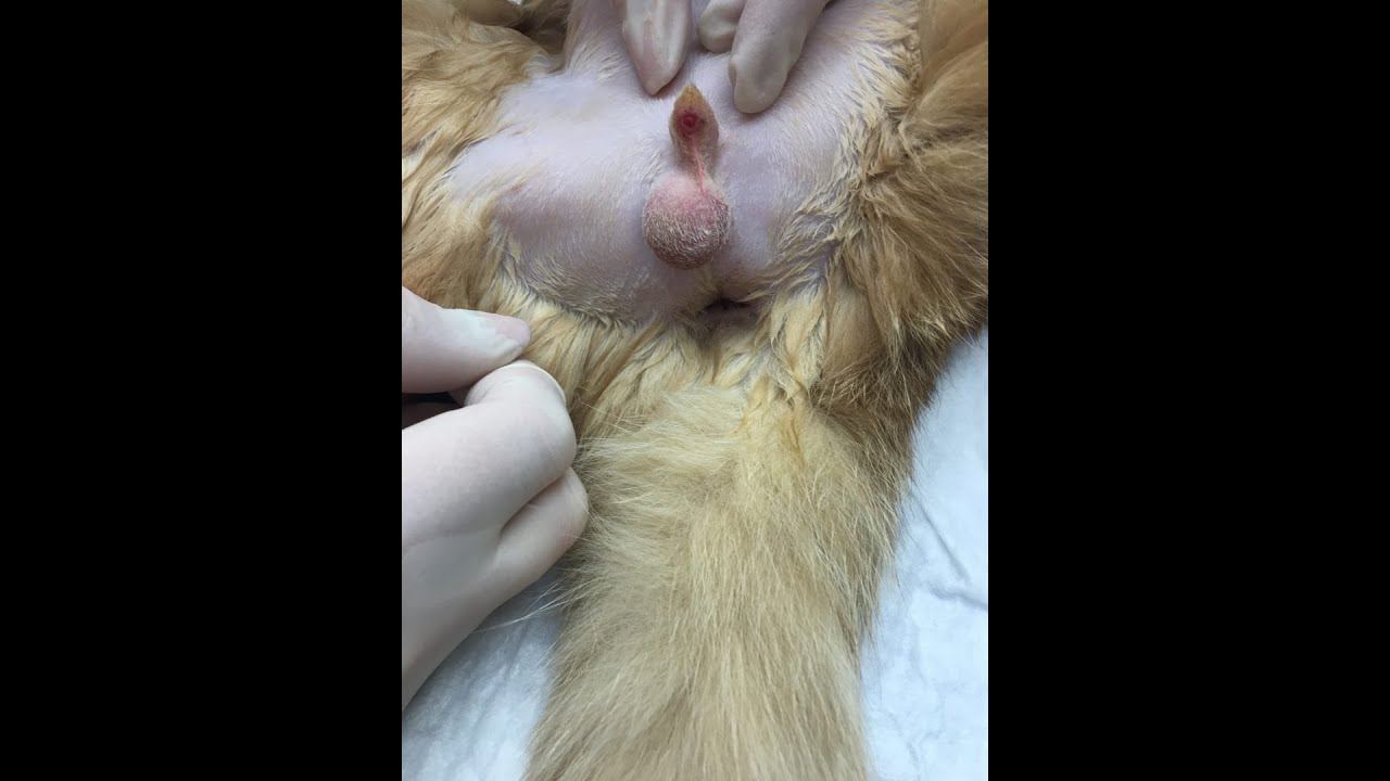 Крипторхизм у кошек и собак смотреть онлайн