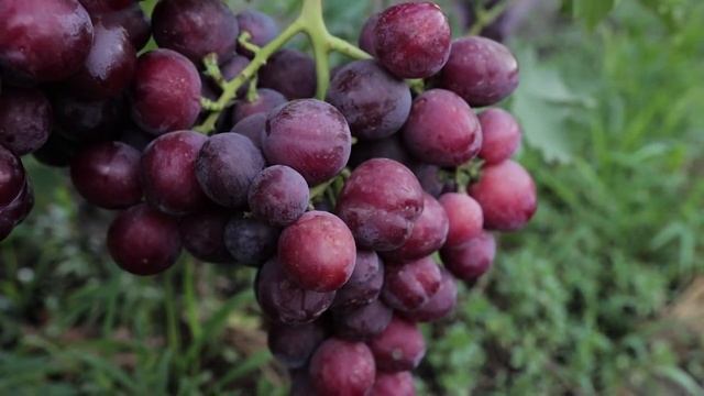 Виноград - сорт Эверест смотреть онлайн