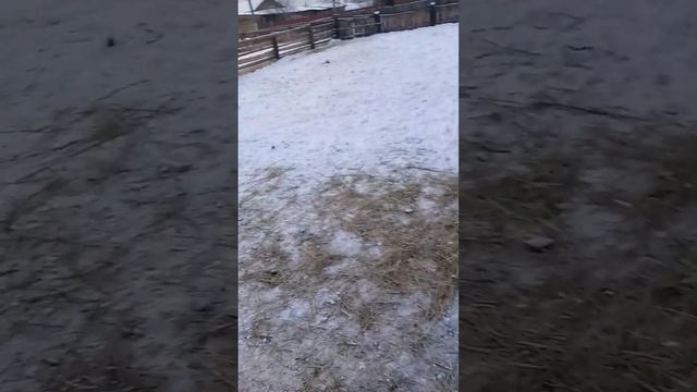 наши лошади. смотреть онлайн