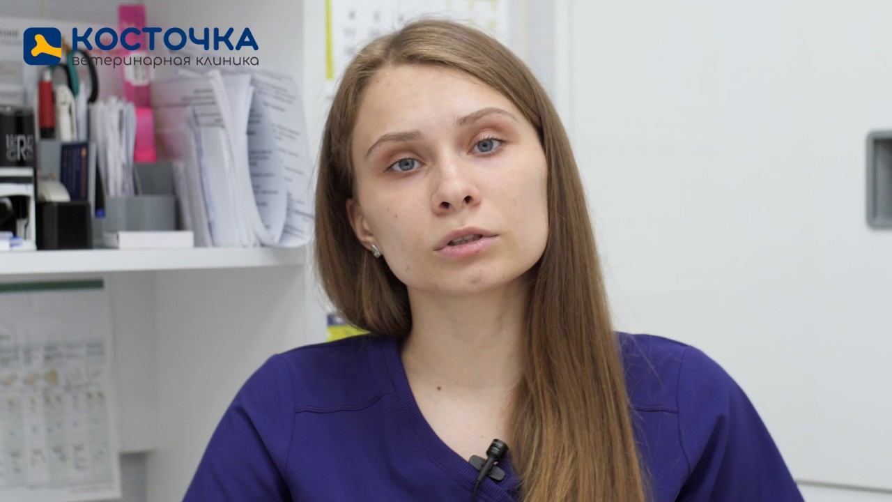 Почему у собаки сухой нос смотреть онлайн