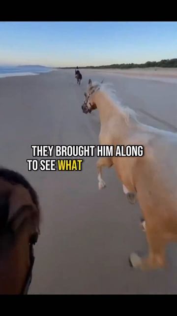 Their Horse Suprised Them By Running By Himself 👏 #animals #shorts #horse #horses смотреть онлайн