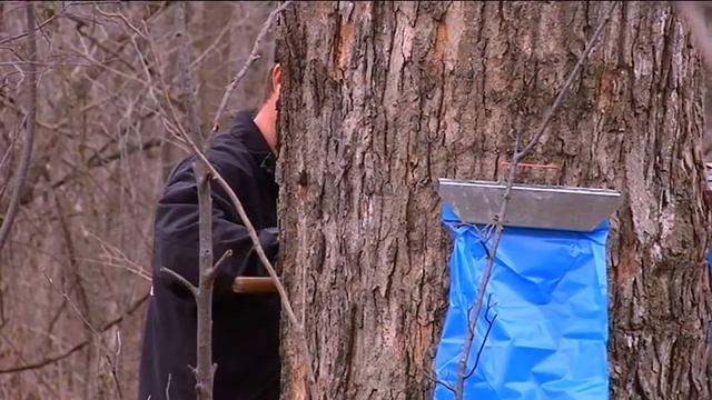 Early start to sap season смотреть онлайн