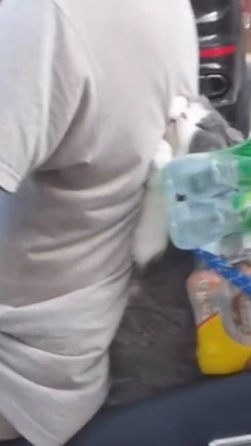 Котёнок пассажир мото смотреть онлайн