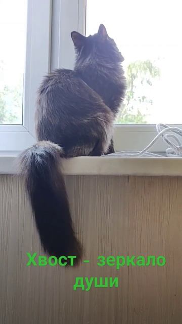 Мой хвост скажет то,что не скажу я #приколысживотными #кошка #кошкадома #шира #животные #домашние смотреть онлайн