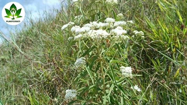 🌿LAS PROPIEDADES MEDICINALES EUPATORIUM PERFOLIATUM смотреть онлайн