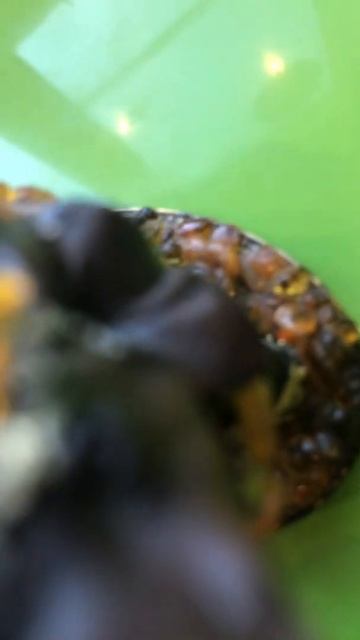 ЯНТАРНЫЙ СЛОН смотреть онлайн