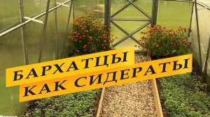 Бархатцы как сидераты осенью.