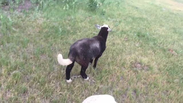 Video Log #11 - Jack Rabbit Hollow (Farm Animal Sanctuary) July 2017 смотреть онлайн