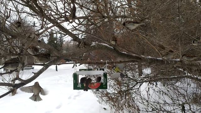 Голодные воробьи в парке смотреть онлайн