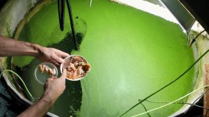 Осётр ЛенКа. Чем кормить в домашних условиях. Выращивание осетра на натуральном и живом корме.