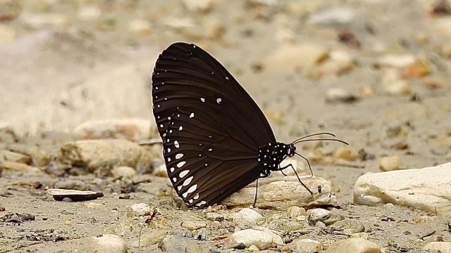Blue-branded King Crow - Euploea eunice смотреть онлайн