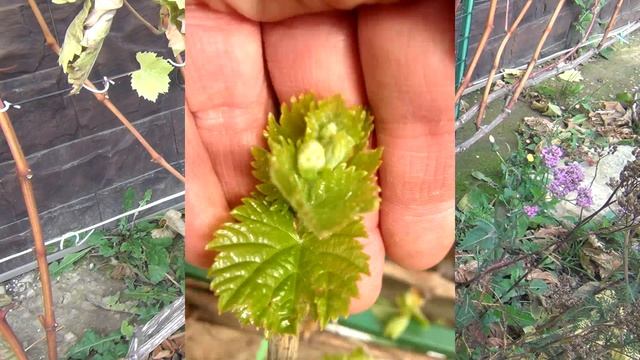 ч 2. ЧаВо. ОБРЕЗКА ВИНОГРАДА: СКОЛЬКО ЛОЗ ОСТАВЛЯТЬ? ЧАСТЫЕ ВОПРОСЫ. 2 я серия. смотреть онлайн