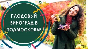 Плодовый виноград для Подмосковья. Сравнение сортов плодового винограда.