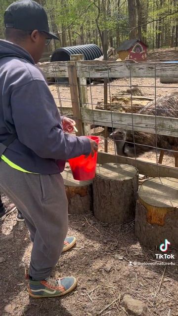 Me feeding an emu at Winterpast farm смотреть онлайн