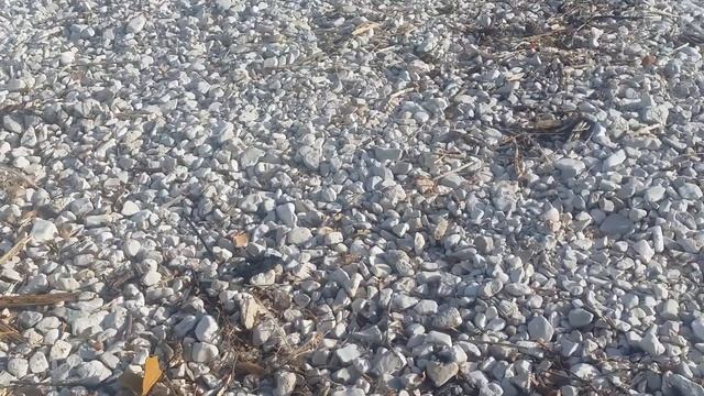 Histri Immobilie - I šaptanje se čuje iz uvale