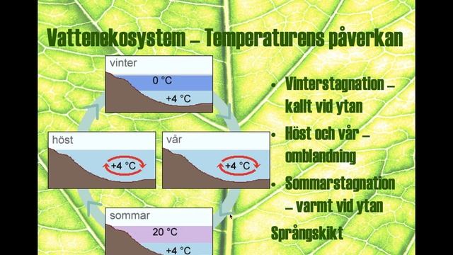 Biologi 1 - Systemekologi del 2 - Vattenekosystem смотреть онлайн