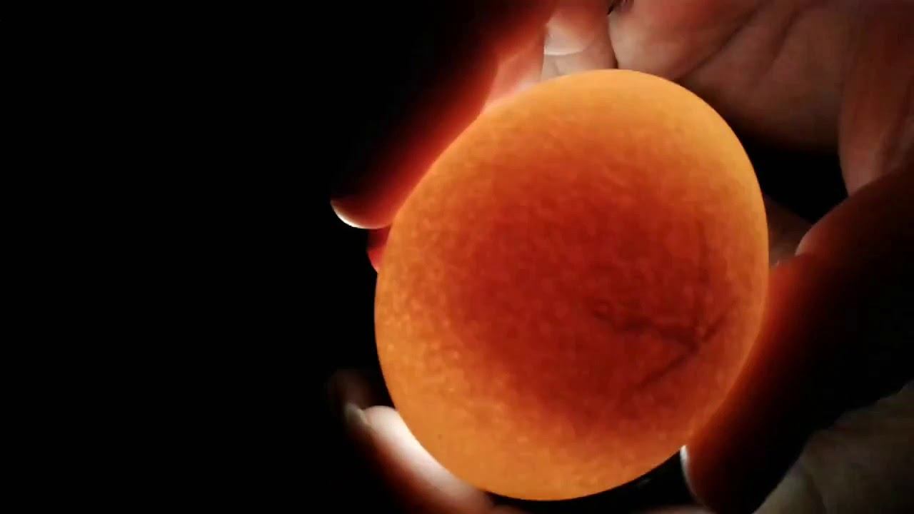 Овоскопирование на 7 день #инкубация #инкубатор #incubation #ovoscopy #incubator #инкубаторскоеяйцо