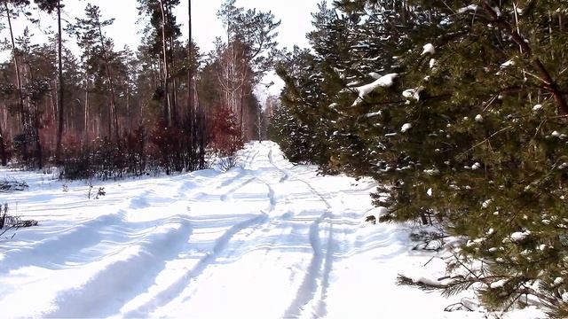 Волшебная красота заснеженного леса. The Charming Beauty Of A Snow-covered Forest.
