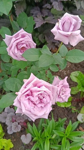 Роза Индиголетта (Indigoletta)