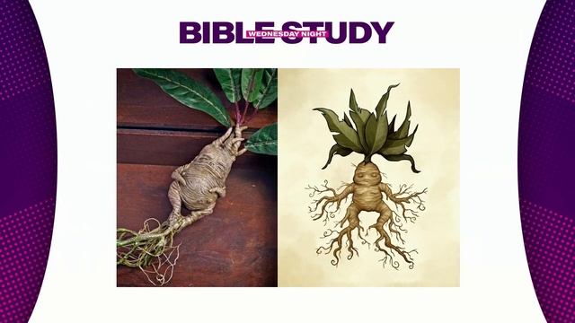 The Speed of Purpose - Pastor Dr. Cynthia James смотреть онлайн