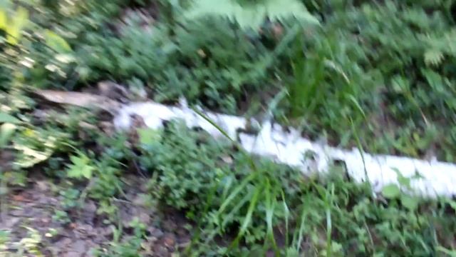 БОЛОТО меня остановило?\ Поход за грибами!\ Прогулка в лес. смотреть онлайн