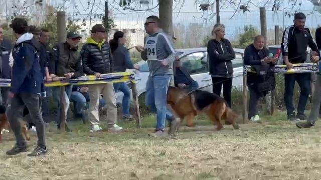 ЮНИОРЫ КОБЕЛИ, суд. Scheerer Дирк | моно немецких овчарок Неаполь 06/04/2025