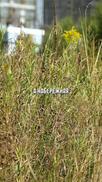 Набережная у ЖК PRIMAVERA лучше, чем в ЛУЖНИКАХ?! #жк #благоустройство #набережная смотреть онлайн