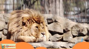 Изучаем ЗВУКИ - КАК говорят ЖИВОТНЫЕ _ Развивающее видео для МАЛЫШЕЙ и ДЕТЕЙ _ Детский мультик 1+