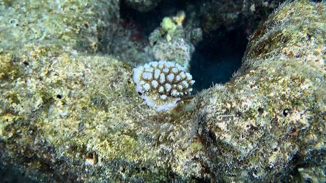 Embudu Snorkeling, Maldives 2021 смотреть онлайн