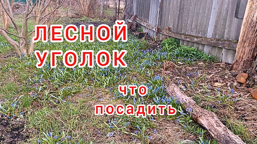 Тенелюбивая природа на вашем участке / Garden design смотреть онлайн