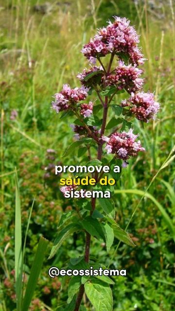 Manjerona é rica em antioxidantes contem propriedades anti-inflamatórias combatem os radicais livre смотреть онлайн