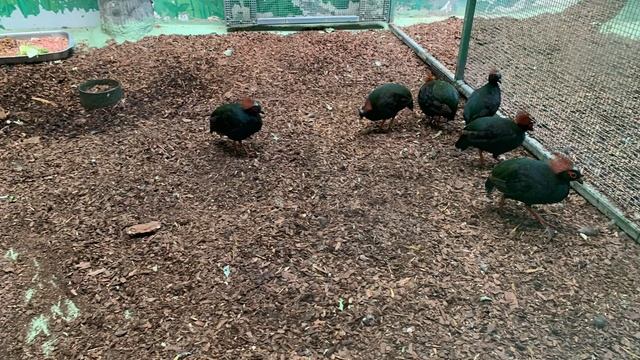 Все фото зоопарка смотреть онлайн