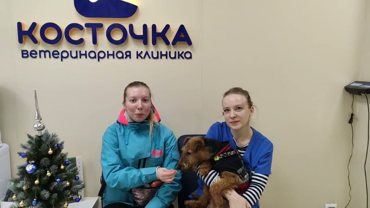 Вельштерьер Шейди. Составление диеты смотреть онлайн