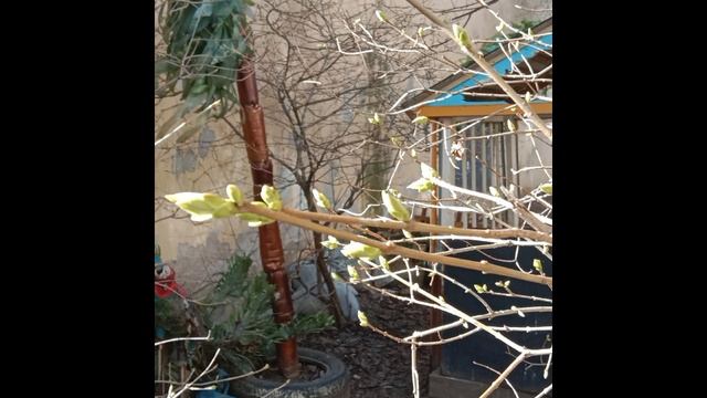 В Петербурге приближается весна , затем лето смотреть онлайн