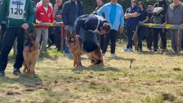 ЮНИОРЫ СУКИ 3, суд. Scheerer Дирк | моно немецких овчарок Неаполь 06/04/2025