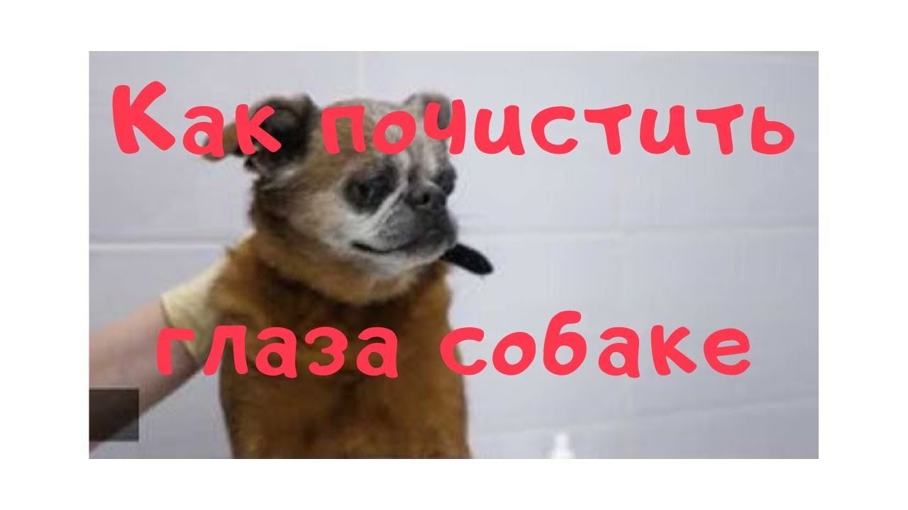 Как почистить глаза собаке смотреть онлайн
