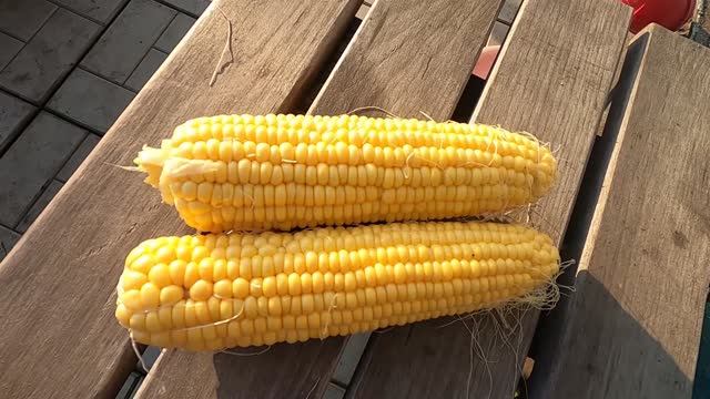 Как вырастить хорошую кукурузу смотреть онлайн