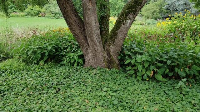 Old Tea Crab Apple (Malus hupehensis) tree in Weinheim, Germany смотреть онлайн