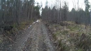 Охота на вальдшнепа. Первая тяга сезона