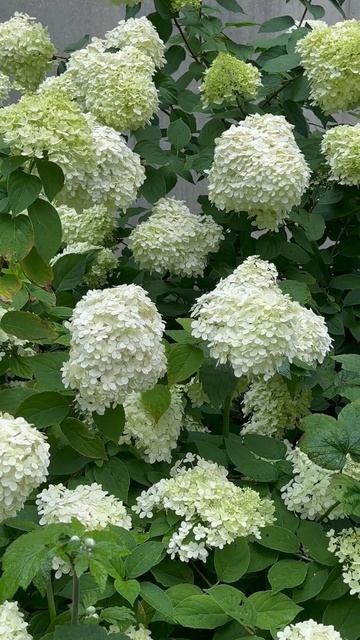 Hydrangea Haven white Flower ~ 4K смотреть онлайн