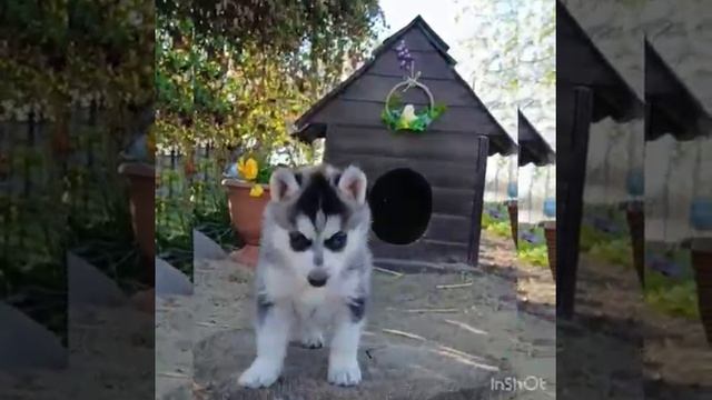 Щенки Помски мини-хаски