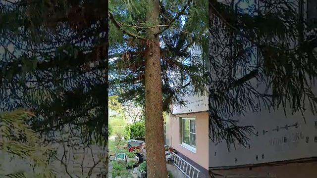 Криптомерия Японская или Японская секвойя в моём саду смотреть онлайн