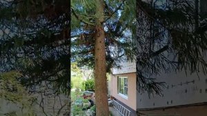 Криптомерия Японская или Японская секвойя в моём саду