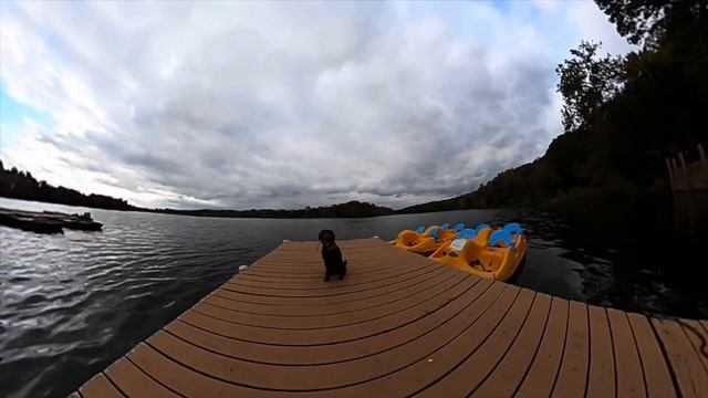 1 Y/O Chocolate Lab Daisy | Best dog trainers Virginia | смотреть онлайн