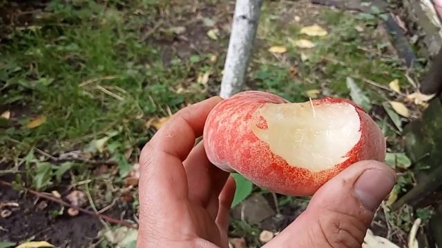 Персик UFO-3 на Волині смотреть онлайн