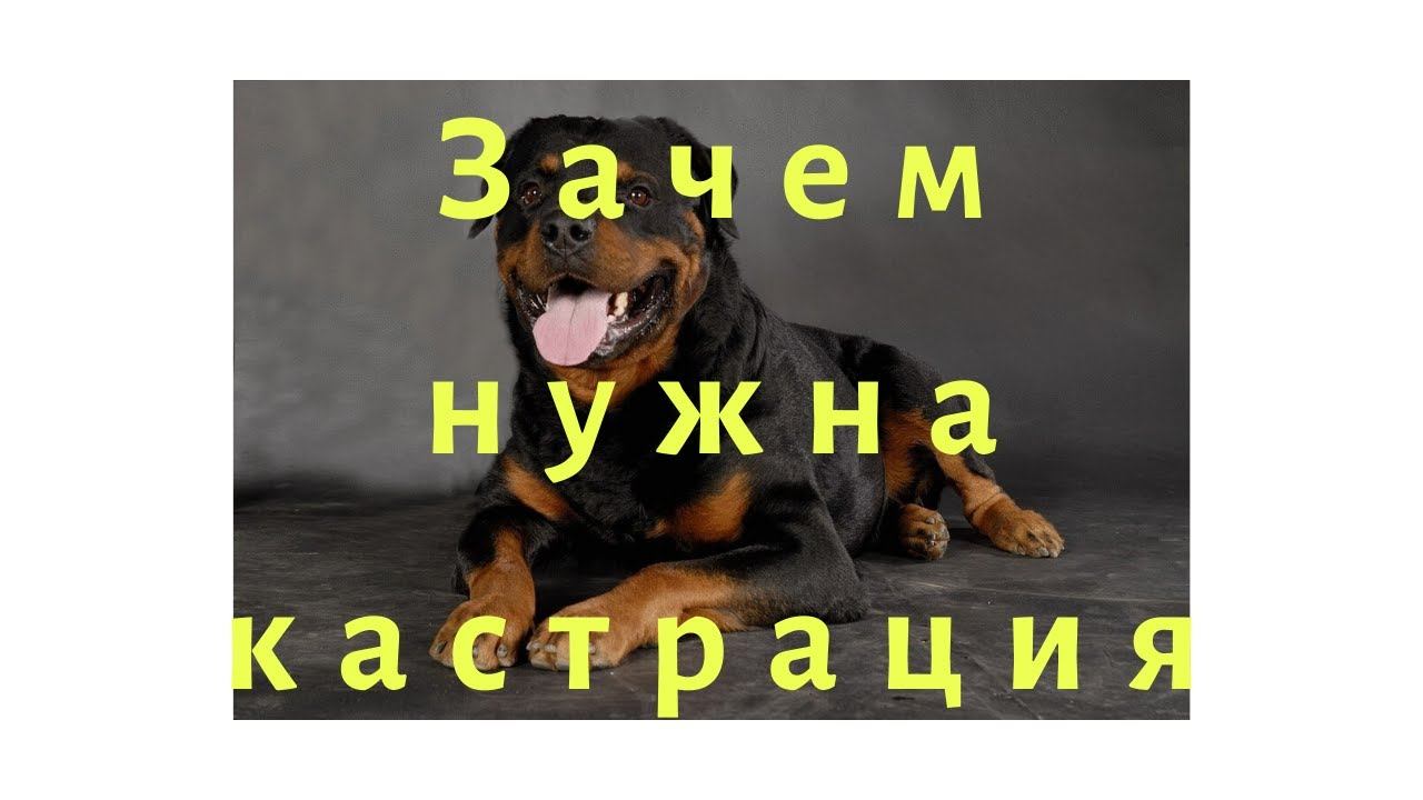 Зачем нужна кастрация кошек и собак? смотреть онлайн