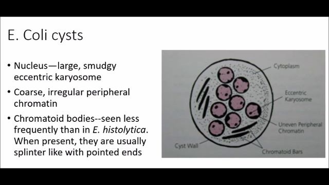 Entamoeba Histolytica And The Non-pathogenic Intestinal Amoeba