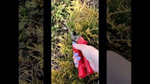 Привожу в порядок можжевельник