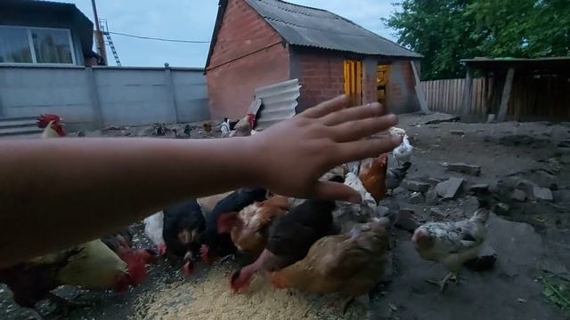 О курах,свинках,гусях,и не удачных индюшатах! смотреть онлайн