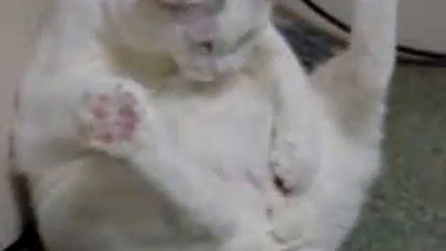 Кот баловень Cat darling смотреть онлайн